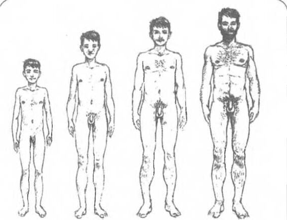 Veličina penisa ovisno o dobi