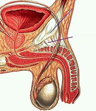 anatomija muškog člana